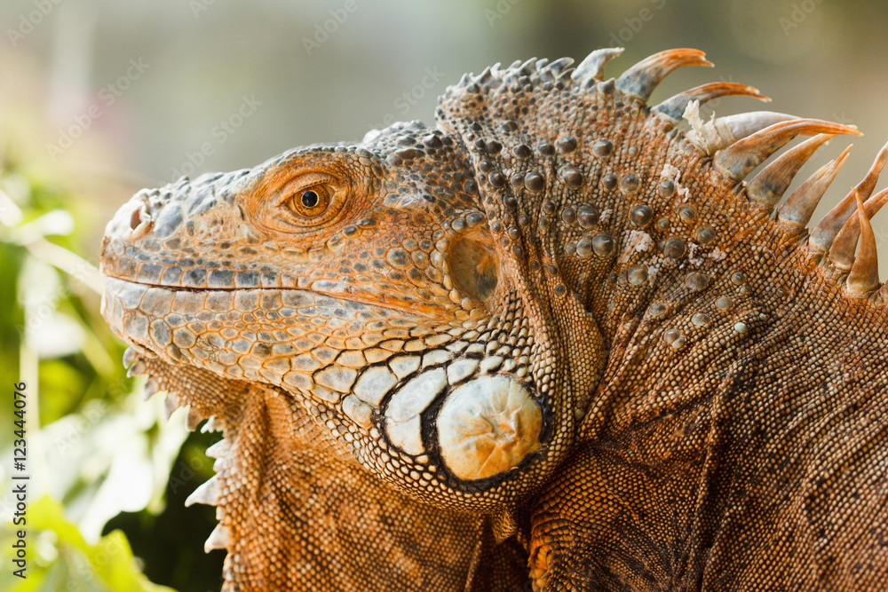 Fototapeta premium Head orange iguana close-up