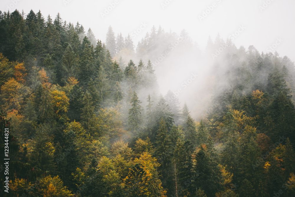 Fog over fir trees in mountains