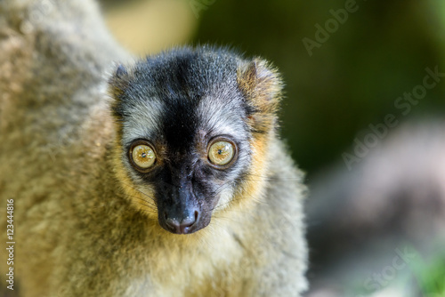 Lemur Portrait On Madagascar Island