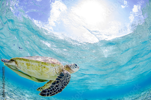 沖縄　座間味　ウミガメ