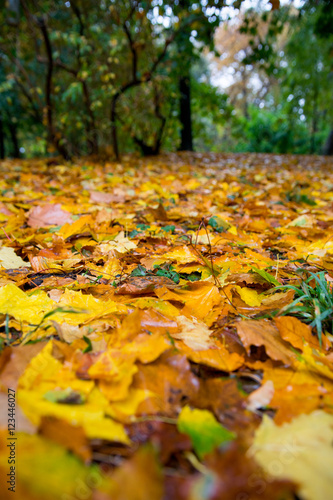 autumn leaves fallen off a tree. rain falls on them
