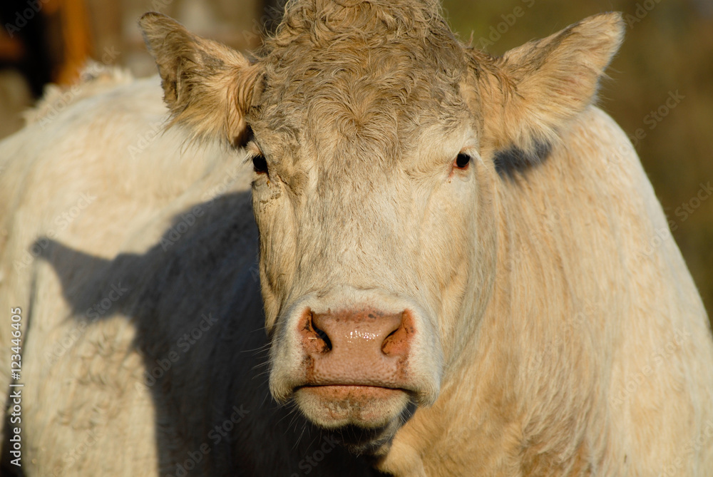Fototapeta premium Vache Blonde d'Aquitaine