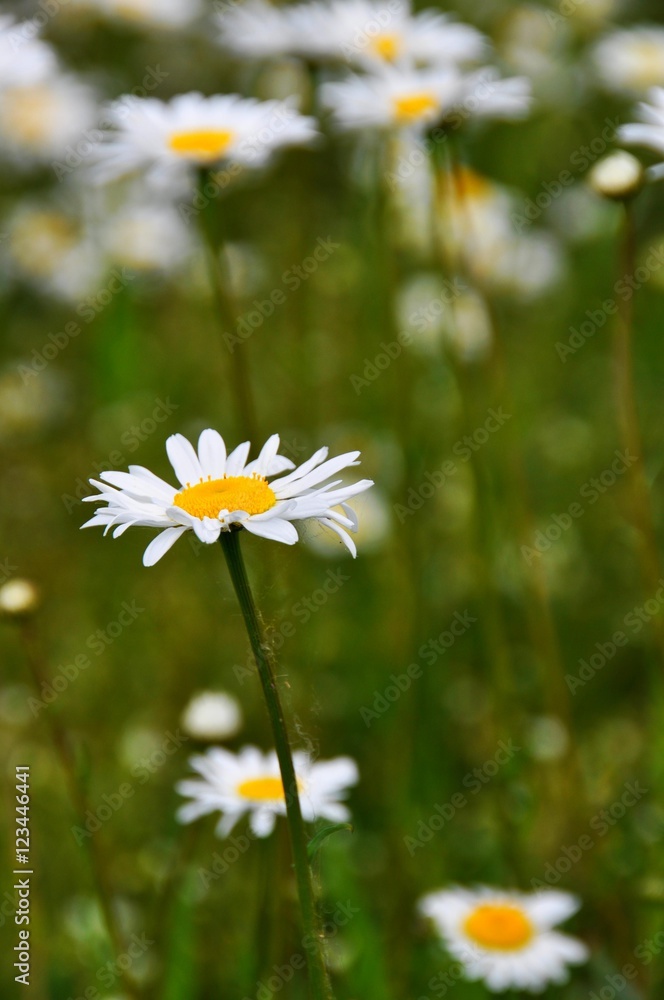 Margeriten auf der Wiese