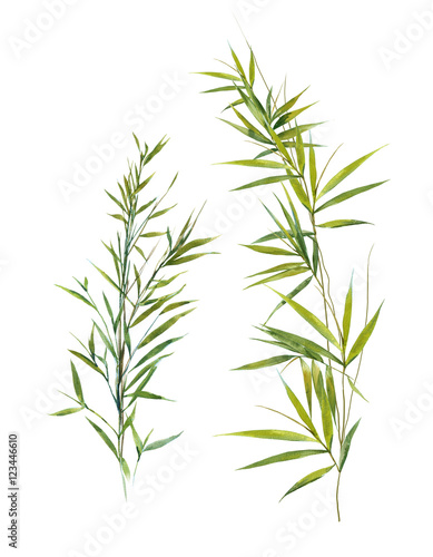 Watercolor illustration of bamboo leaves , on white background
