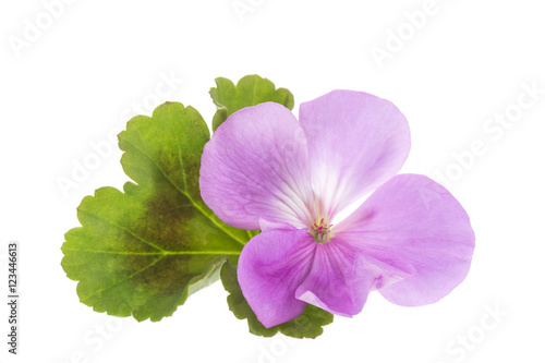 Fototapeta Naklejka Na Ścianę i Meble -  Geranium Pelargonium Flowers Closeup