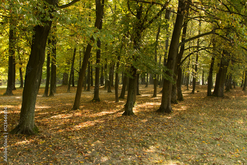 Autumn forest in Hungary