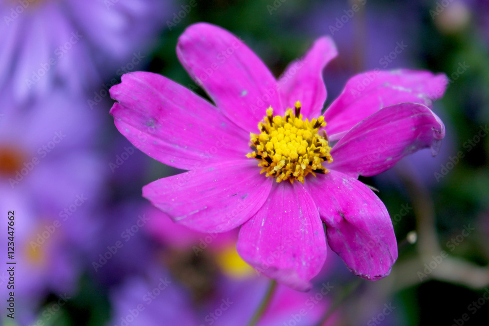 A bright purple flower in autumn garden A bright purple flower in autumn garden