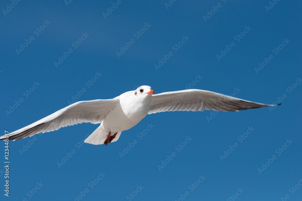 Fototapeta premium Strandräuber -Möwen. Norddeutschland. Ostsee