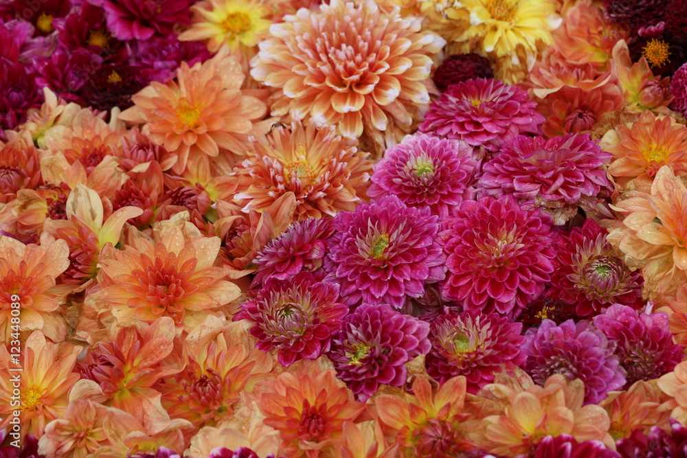 ダリアの花絨毯 ダリアの花絨毯