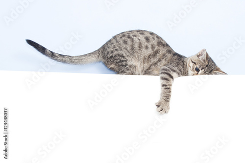 Kitten holding a white sheet © Crazy nook
