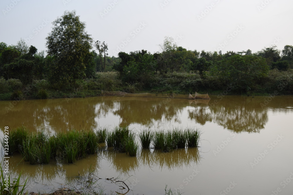 tropical pond with alluvial water and shrub