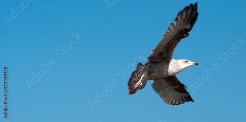 Vorsicht - Seemöwen. Seagull´s an der Ostsee. Norddeutschland