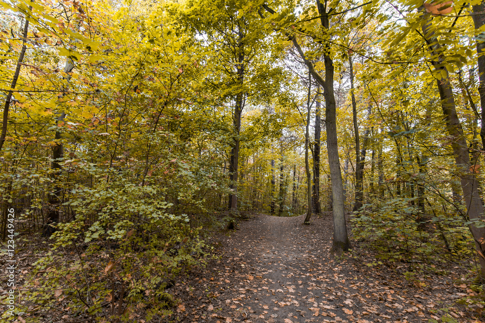 autumn trees with yellow leaves in a Dutch forest