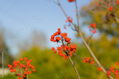 Clusters of mountain ash in the autumn