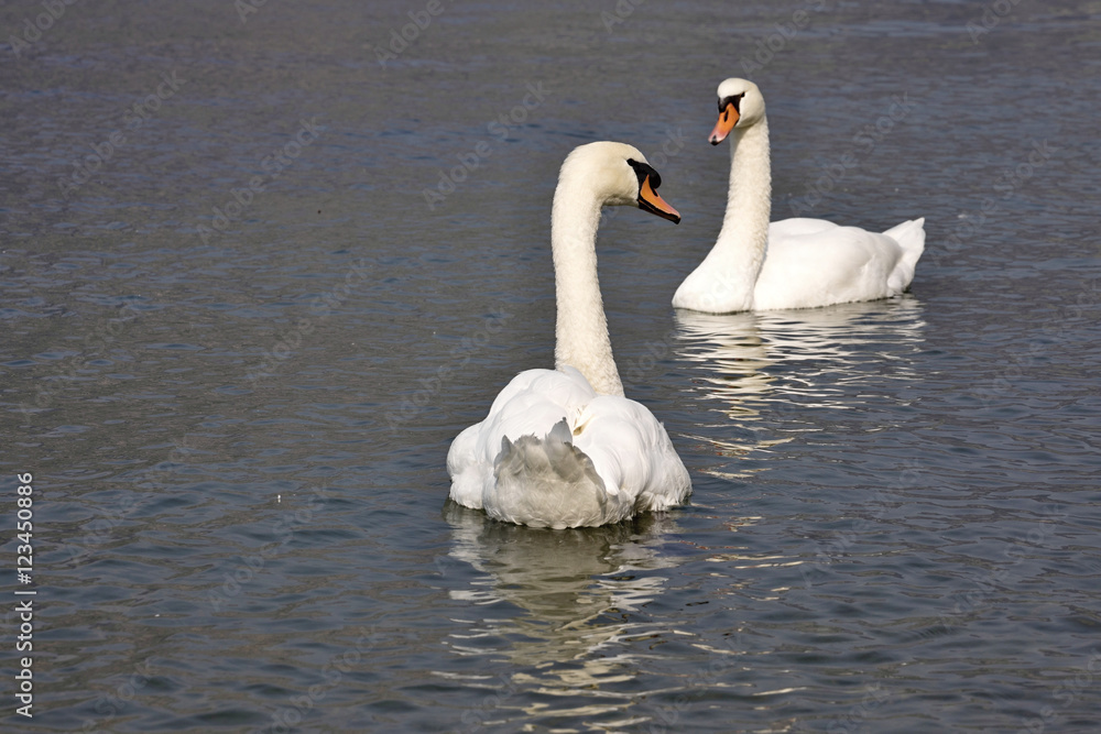 Obraz premium Mute swan, Cygnus olor, Lago di Grada, Italy