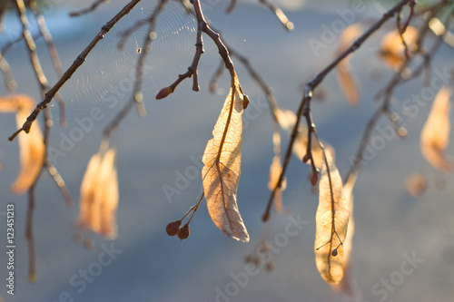 Golden autumn linden blossom photo