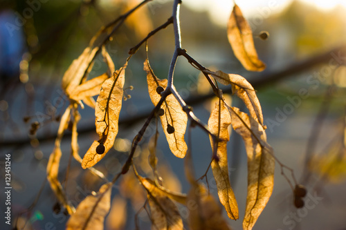 Golden autumn linden blossom