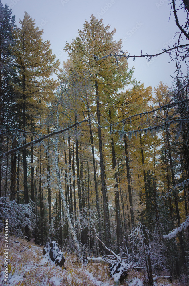 Fototapeta premium mountain scenery in the mist and snow