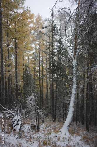 Fototapeta Naklejka Na Ścianę i Meble -  mountain scenery in the mist and snow