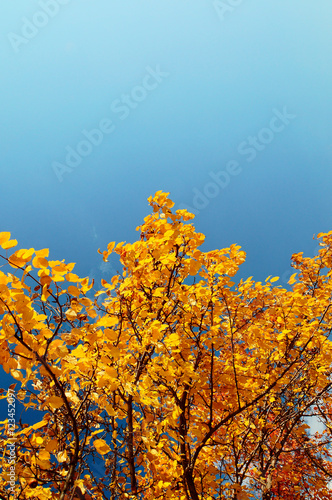 Fototapeta Naklejka Na Ścianę i Meble -  autumn tree on blue sky 4