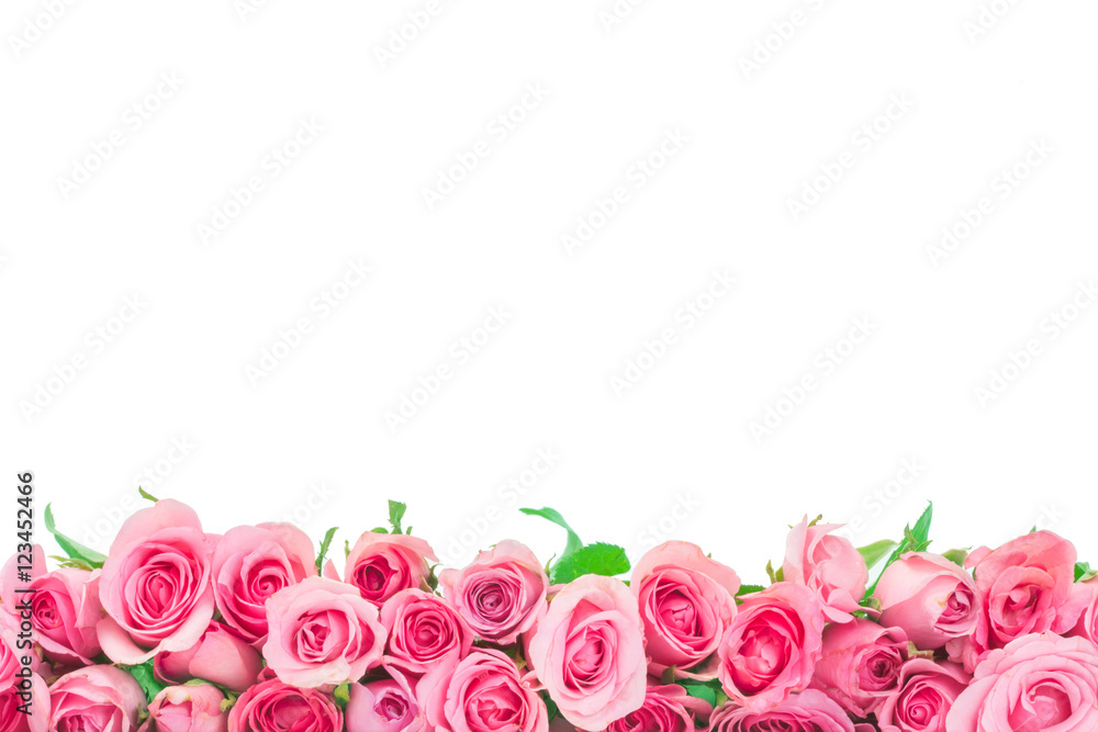 Obraz premium border of Beautiful fresh sweet pink rose isolated on white for love romantic valentine background