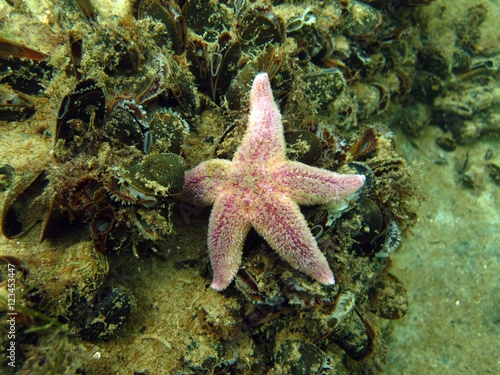 Starfish in the Baltic Sea © Markus S.