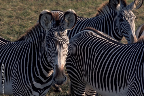 three zebras in a field