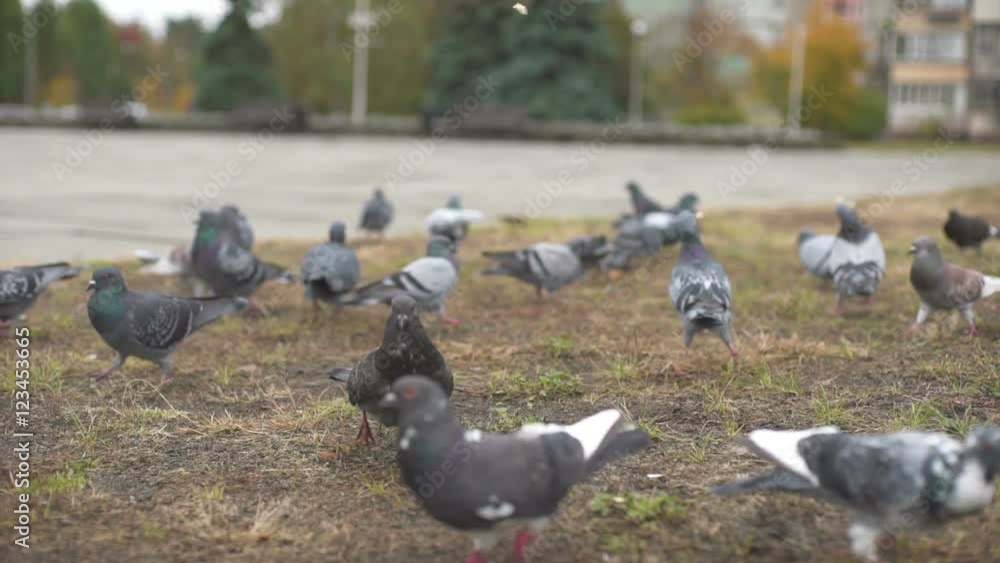 Pigeons feeding itself on a street pavement Pigeons feeding itself on a street pavement