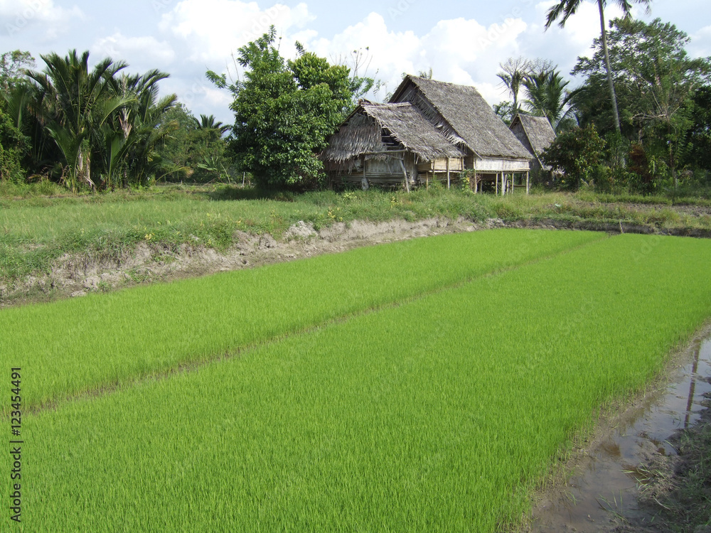 Fototapeta premium Wooden House on Stilts with Rice Paddy in Sulawesi
