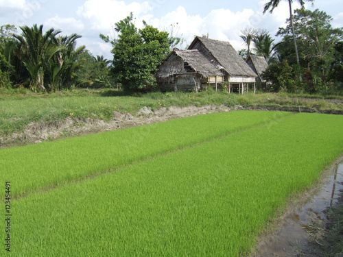 Wooden House on Stilts with Rice Paddy in Sulawesi