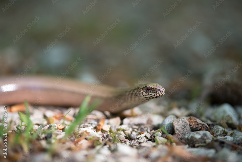 Blindschleiche, Slow worm, Anguis fragilis Blindschleiche, Slow worm, Anguis fragilis