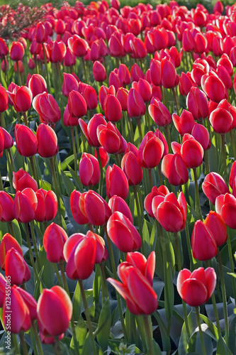 pink tulips in sunlight