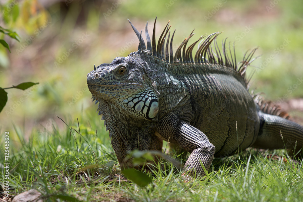 Iguana Iguana