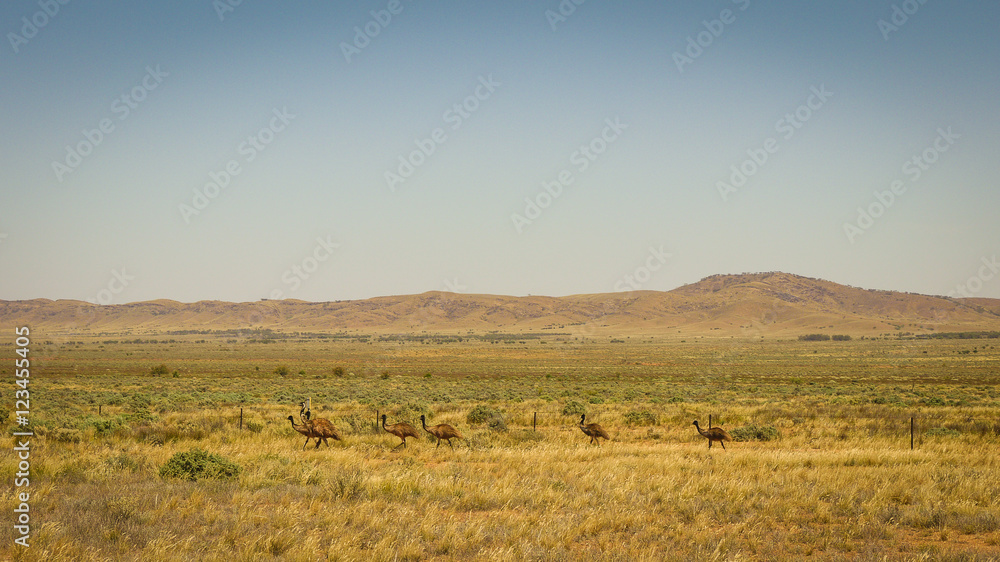 Wild Emu Family in the outback of South Australia