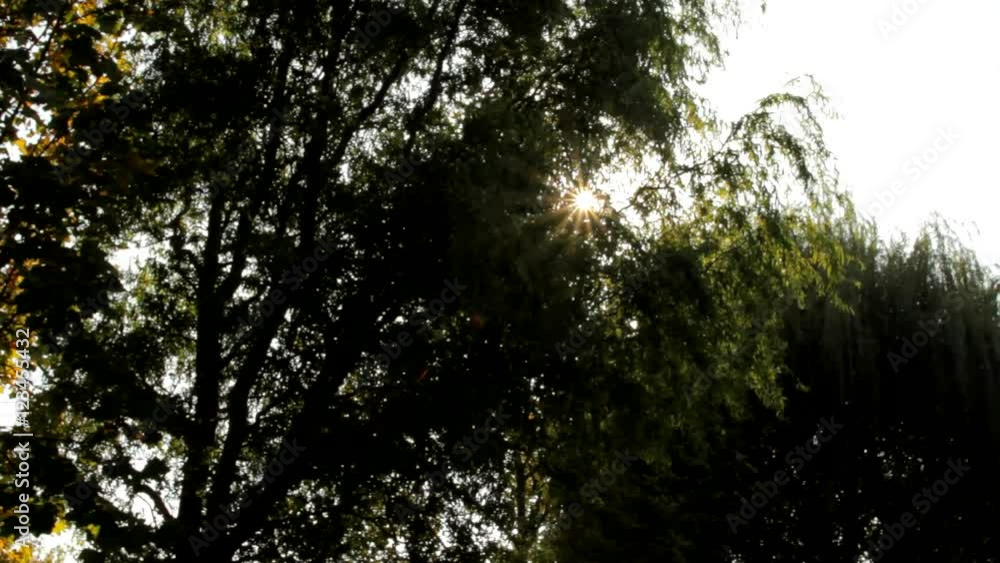 Beautiful Autumn Sun Between Tree Branches, Afternoon, Fall In The Park, Tilt Beautiful Autumn Sun Between Tree Branches, Afternoon, Fall In The Park, Tilt