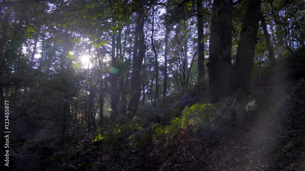 Wald Idylle mit wunderschönen Gegenlicht im Teutoburger Wald Wald Idylle mit wunderschönen Gegenlicht im Teutoburger Wald