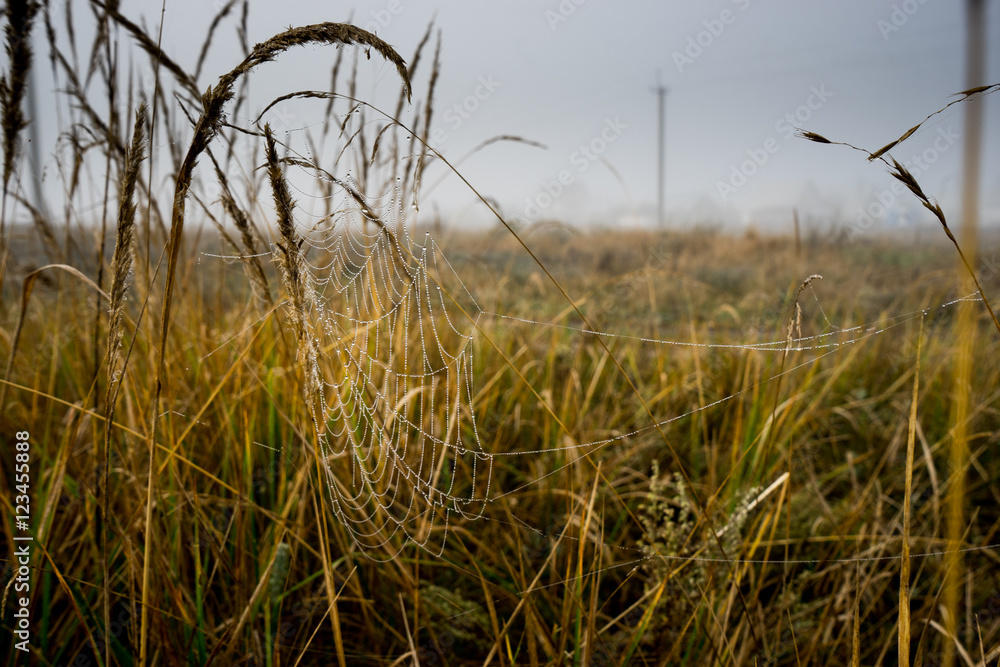 Obraz premium паутина