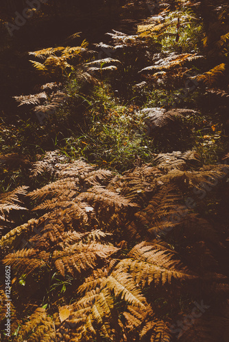 Dried Fern Leaves