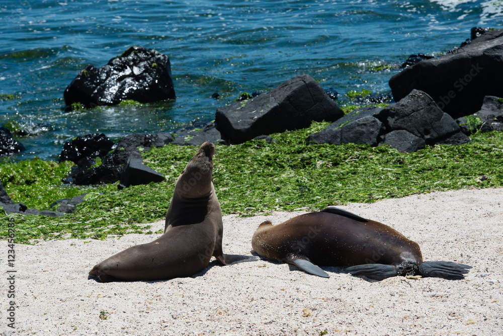Fototapeta premium ガラパゴスアザラシ