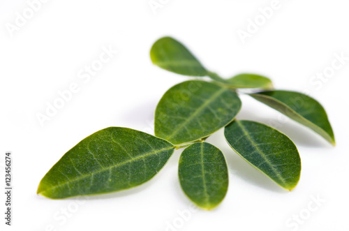 Moringa leaf isolated on white background