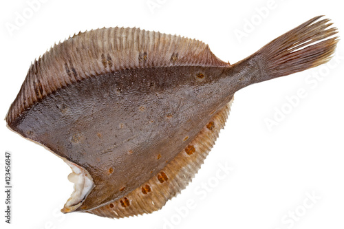 Fotografia Flounder carcass without the head