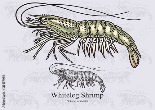Whiteleg shrimp. Vector illustration for artwork in small sizes. Suitable for graphic and packaging design, educational examples, web, etc.