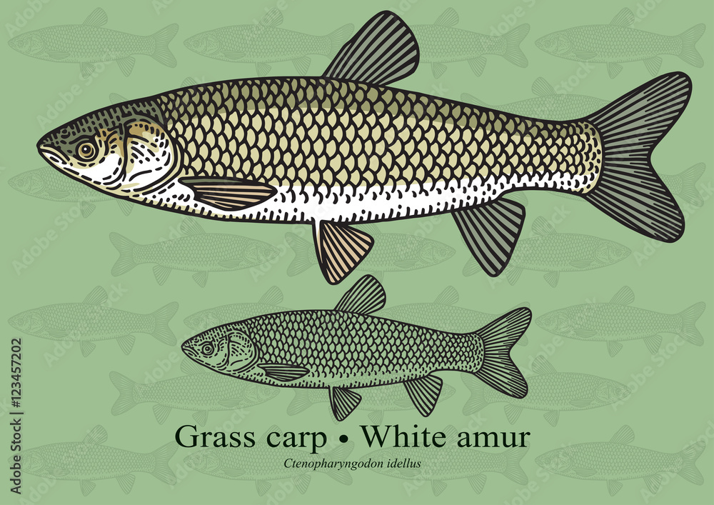 Fototapeta premium Grass carp, White amur. Vector illustration for artwork in small sizes. Suitable for graphic and packaging design, educational examples, web, etc.