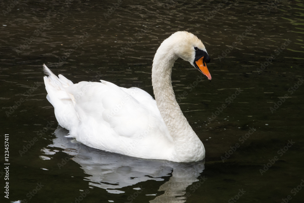 Mute swan swimming by in a dark pond. Mute swan swimming by in a dark pond.