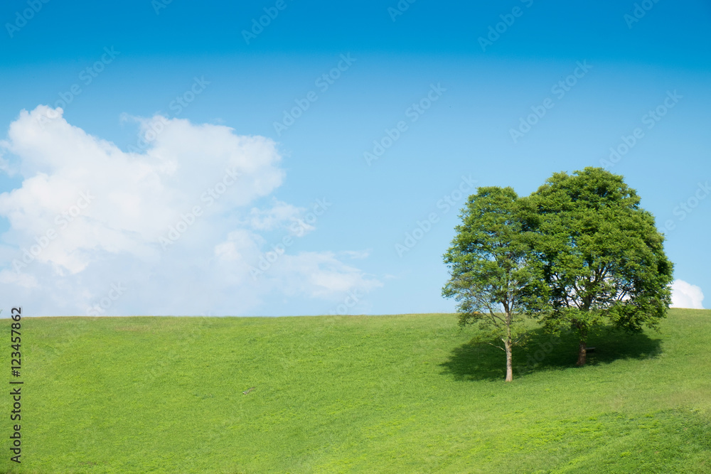 Fototapeta premium Field,tree and blue sky
