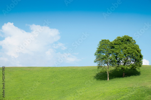 Field tree and blue sky