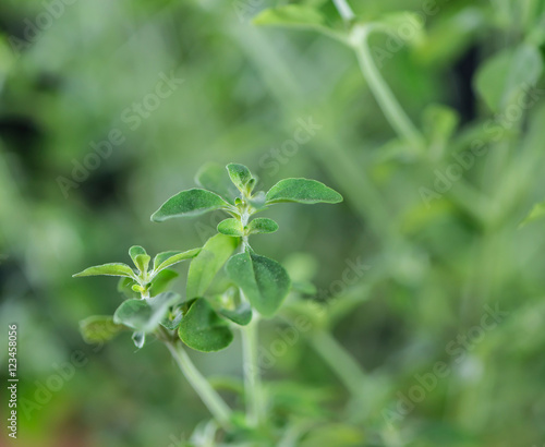 Mentho Plant (close-up shot)