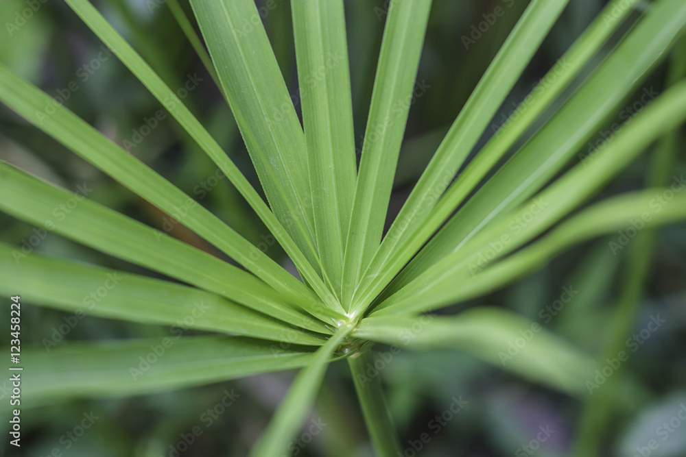 Close up of Papyrus tree. Close up of Papyrus tree.
