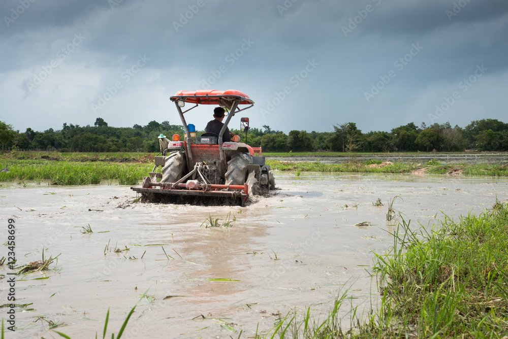 Obraz premium paddy fields