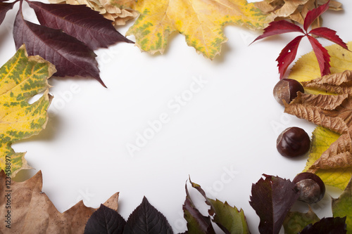  fallen leaves of autumn backgrounds